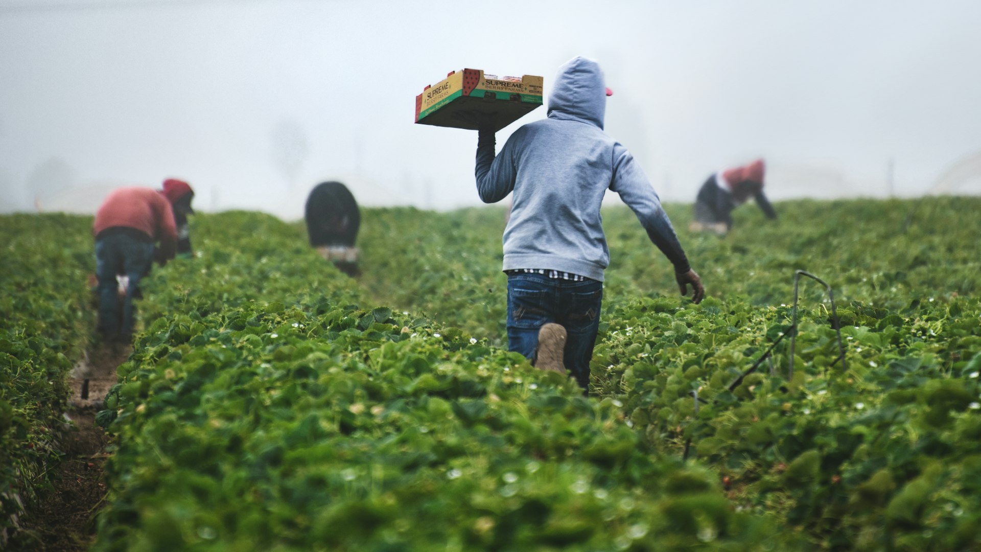 Farmer partnership program